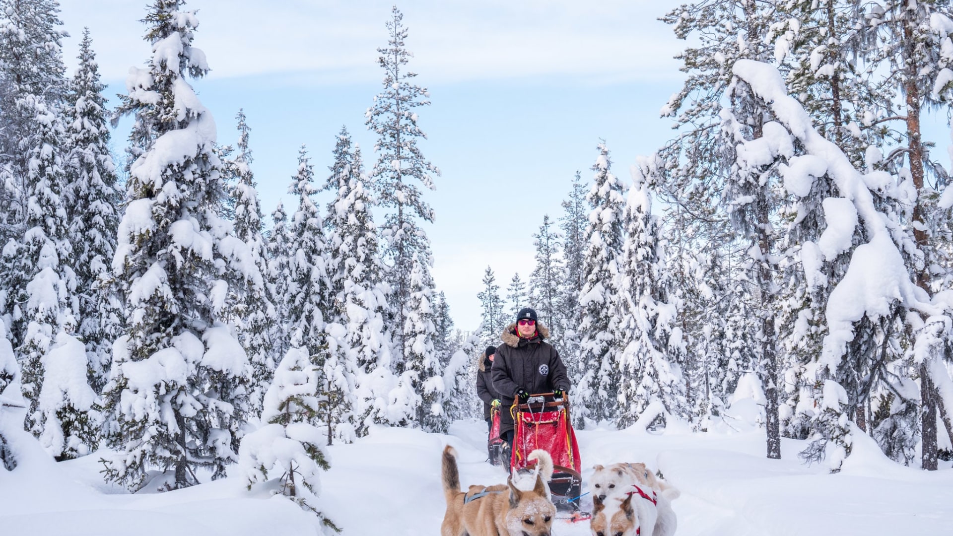 Hundeschlittengespann